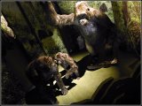 Sur la piste des grands singes - Museum National d Histoire naturelle (Paris)